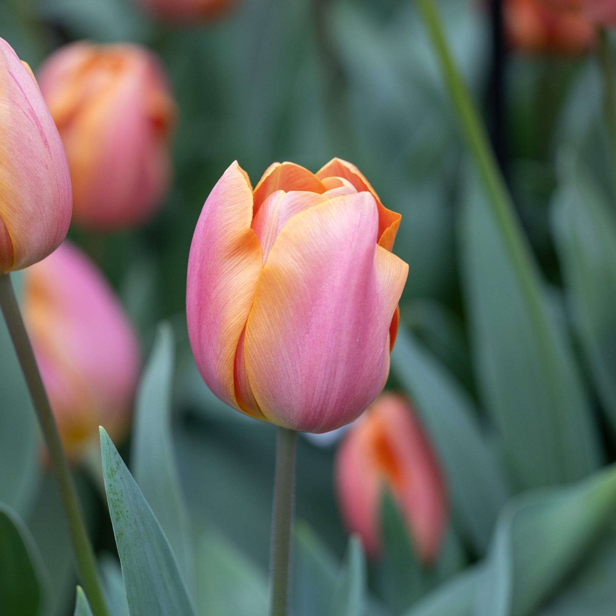 Tulpe 'Jimmy'